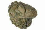 Wide, Enrolled Morocops Trilobite - Morocco #347236-2